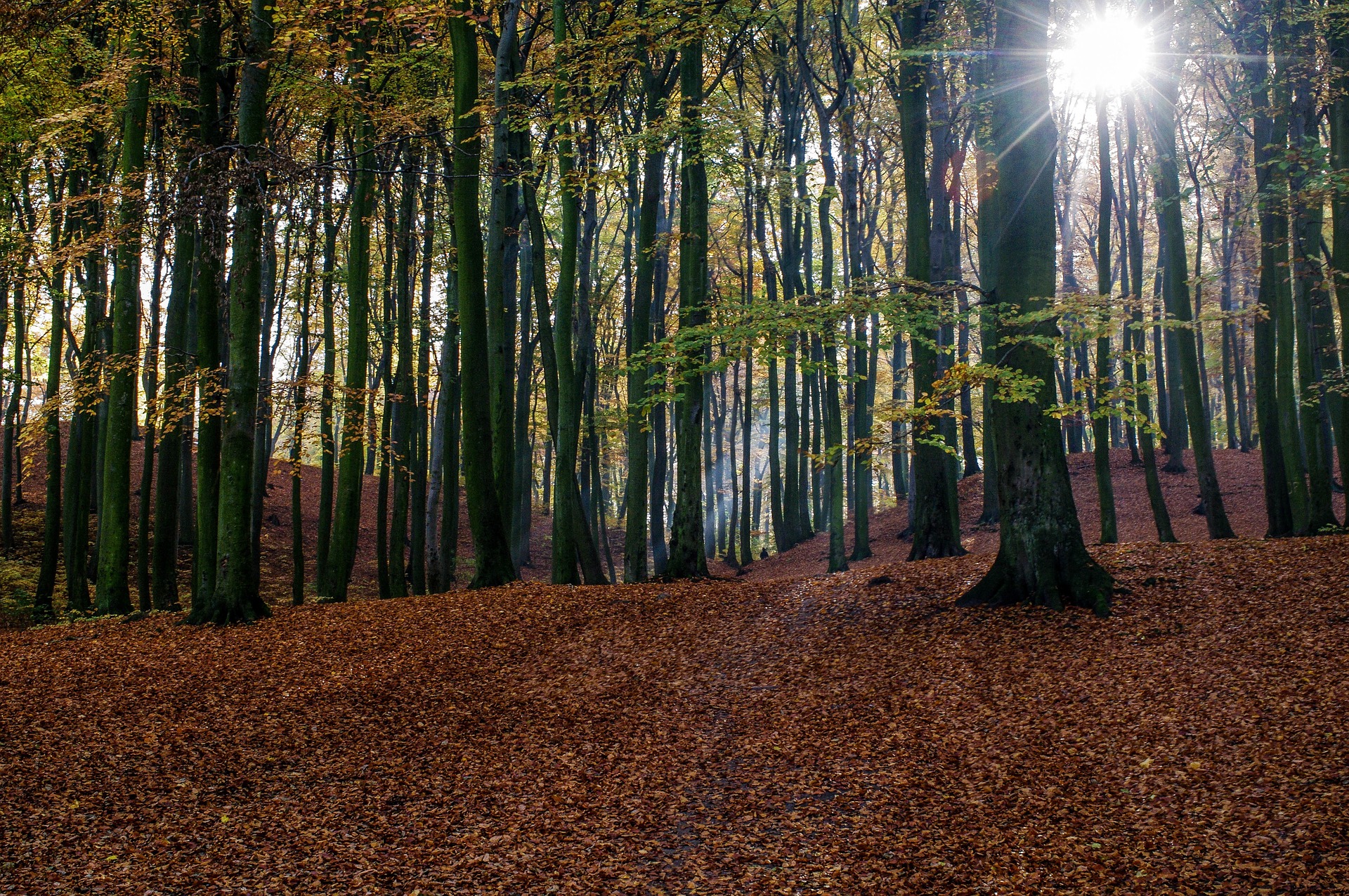 trees-1030981_1920